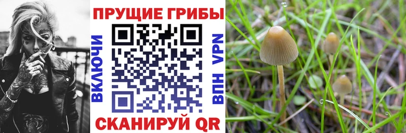 блэк спрут tor  Оса  shop состав  Псилоцибиновые грибы Magic Shrooms 